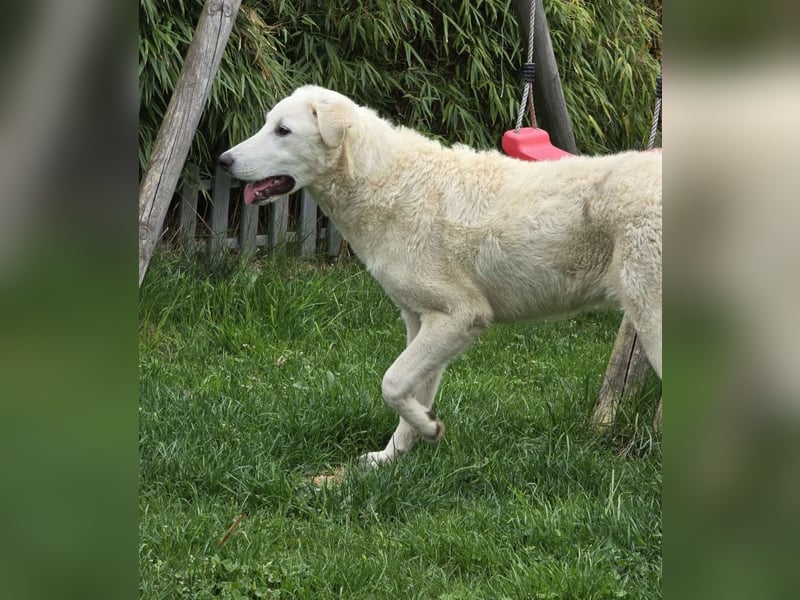 Kate: sucht Familienanschluss