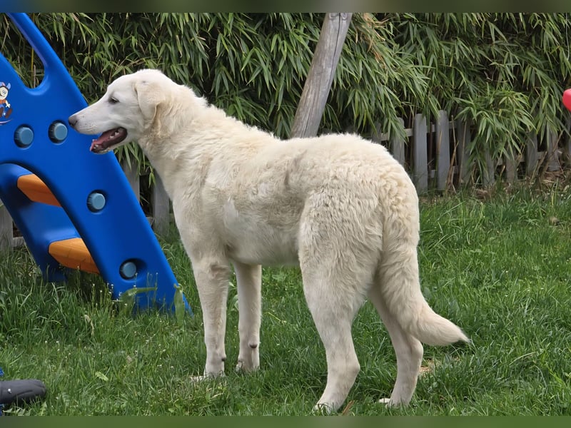 Kate: sucht Familienanschluss