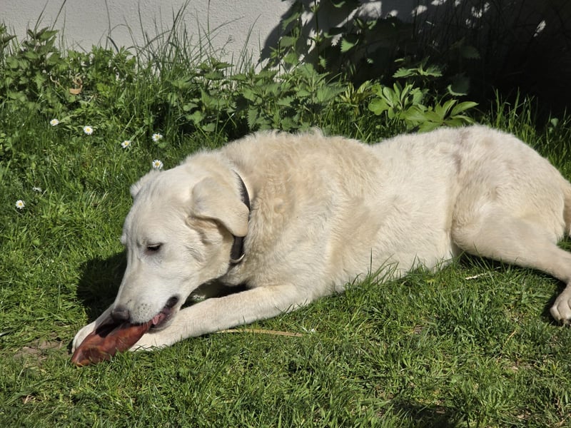 Kate: sucht Familienanschluss