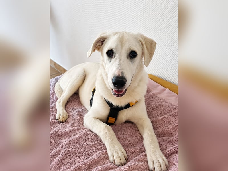 Seppiolino: Traumhund für aktive Menschen