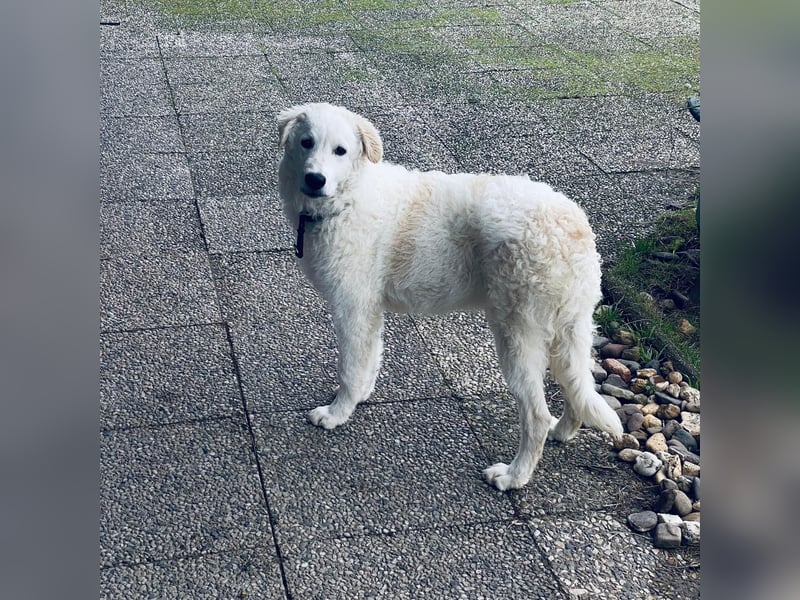 Cappuccino: "kleiner" Lausbub wartet in Coesfeld