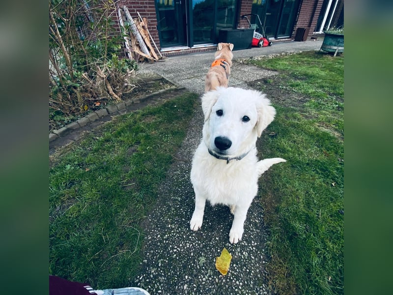 Cappuccino: "kleiner" Lausbub wartet in Coesfeld