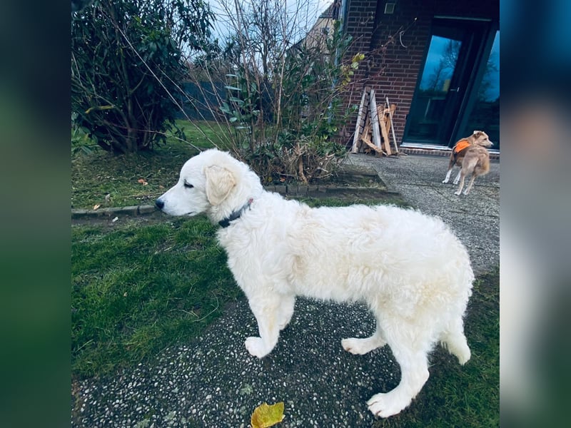 Cappuccino: "kleiner" Lausbub wartet in Coesfeld