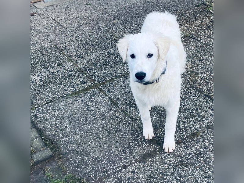 Cappuccino: "kleiner" Lausbub wartet in Coesfeld