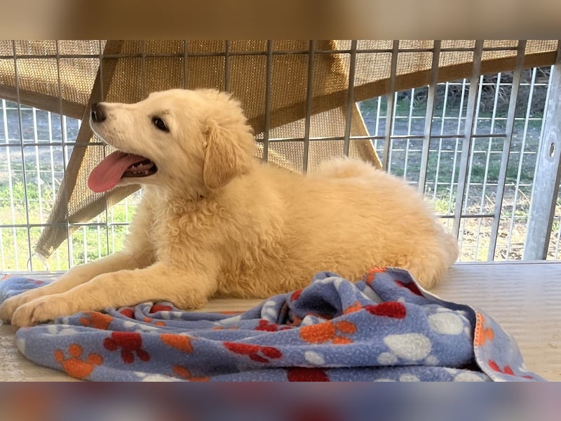 Cappuccino: "kleiner" Lausbub wartet in Coesfeld
