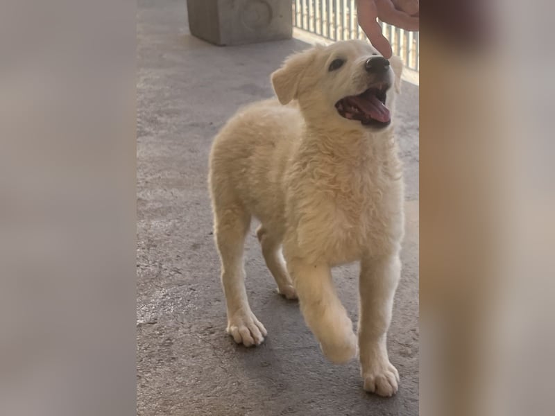 Cappuccino: "kleiner" Lausbub wartet in Coesfeld