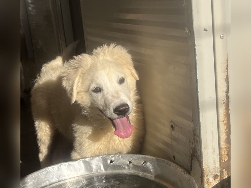 Cappuccino: "kleiner" Lausbub wartet in Coesfeld