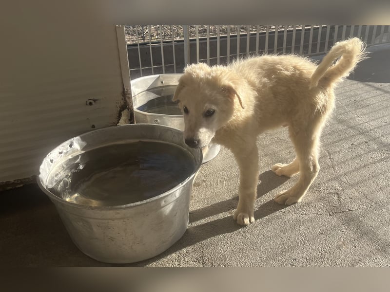 Cappuccino: "kleiner" Lausbub wartet in Coesfeld
