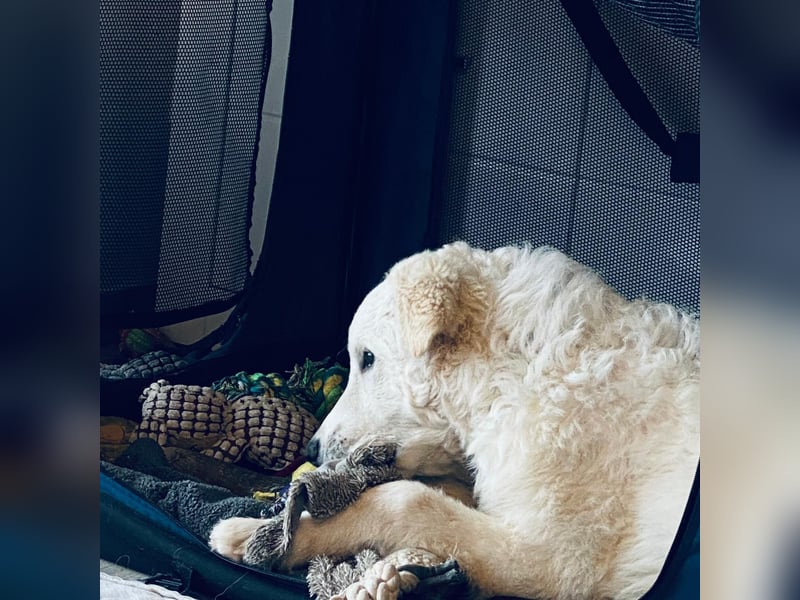 Cappuccino: sein Traum von einer eigenen Familie