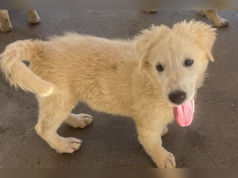 Cappuccino: "kleiner" Lausbub wartet in Coesfeld