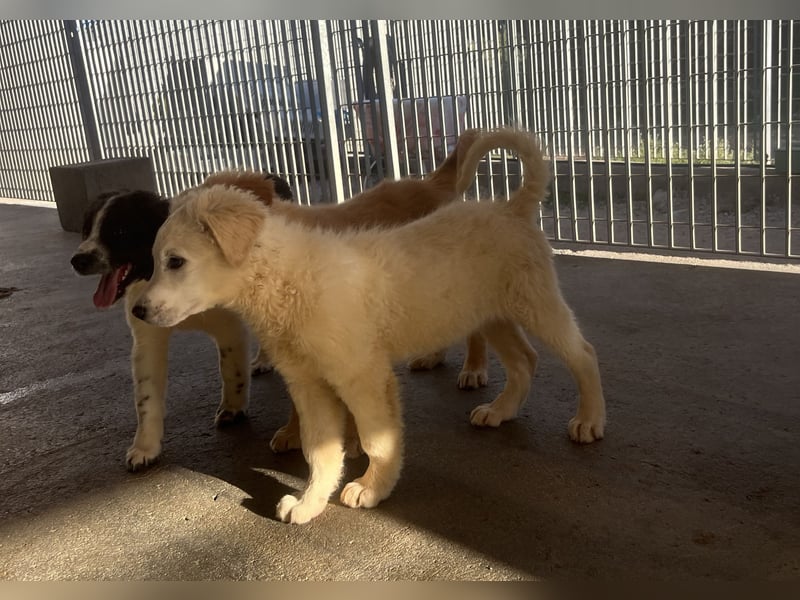 Cappuccino: "kleiner" Lausbub wartet in Coesfeld