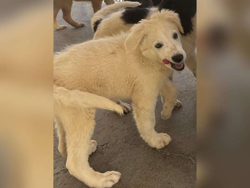 Cappuccino: "kleiner" Lausbub wartet in Coesfeld