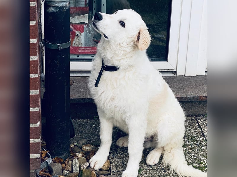 Cappuccino: "kleiner" Lausbub wartet in Coesfeld