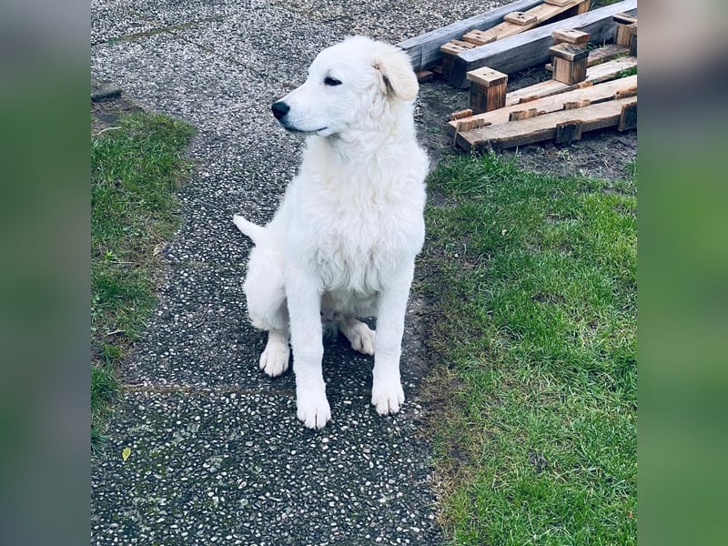 Cappuccino: sein Traum von einer eigenen Familie