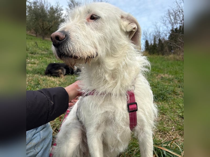 Bianca - liebevoll, zugewandt und bereit für ihr neues Leben