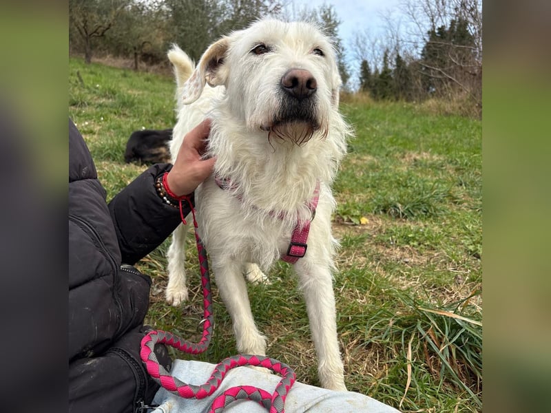 Bianca - liebevoll, zugewandt und bereit für ihr neues Leben