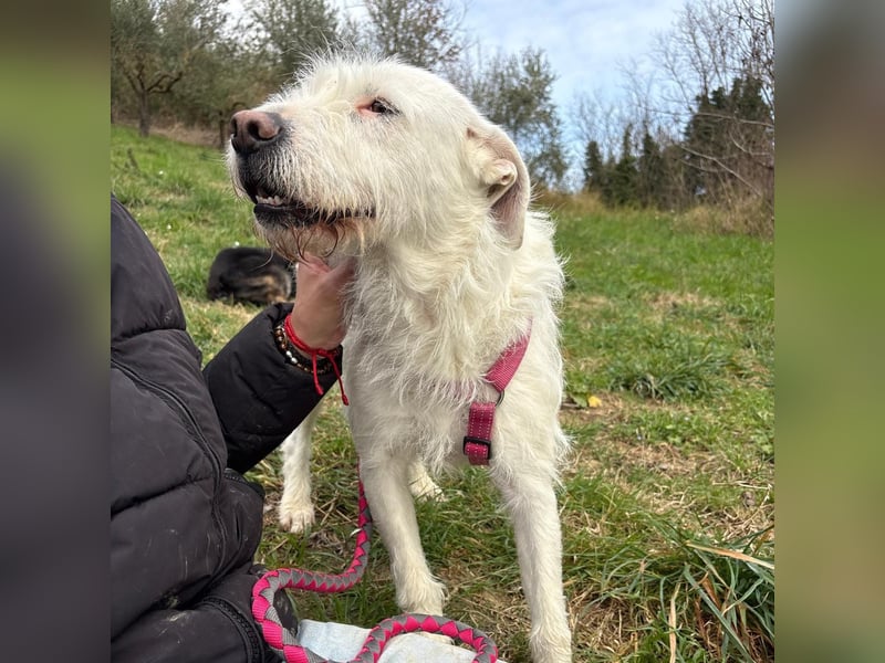 Bianca - liebevoll, zugewandt und bereit für ihr neues Leben