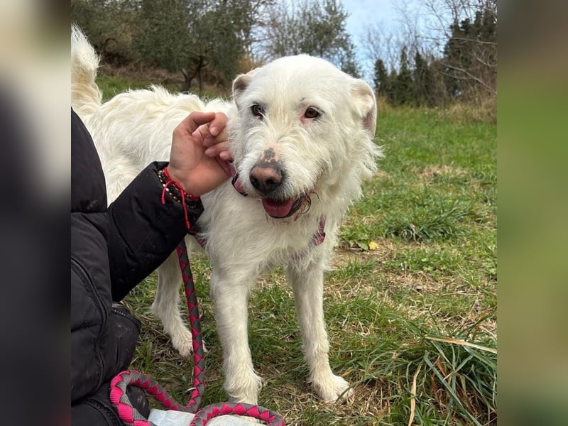 Bianca - liebevoll, zugewandt und bereit für ihr neues Leben