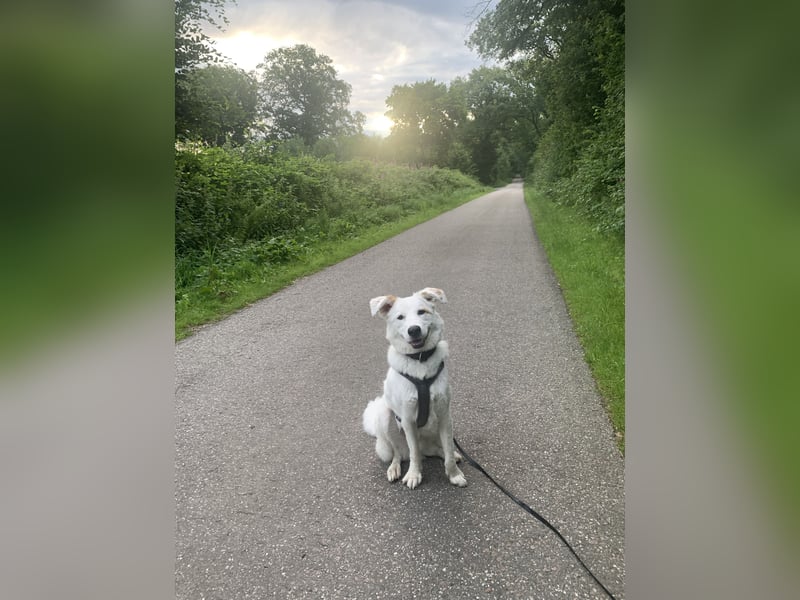 Meeko sucht seine Menschen