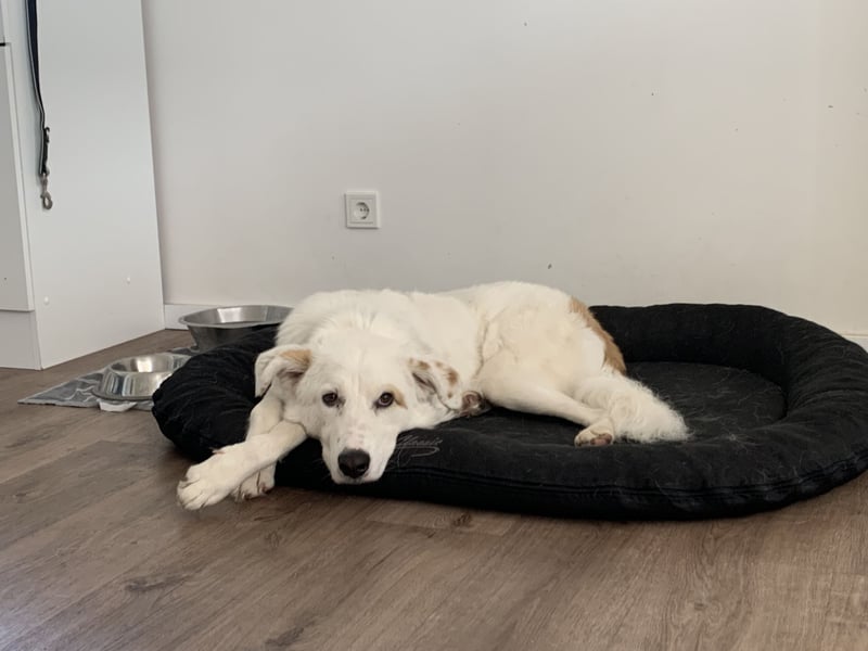 Meeko sucht seine Menschen