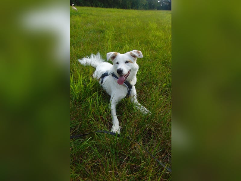 Meeko sucht seine Menschen