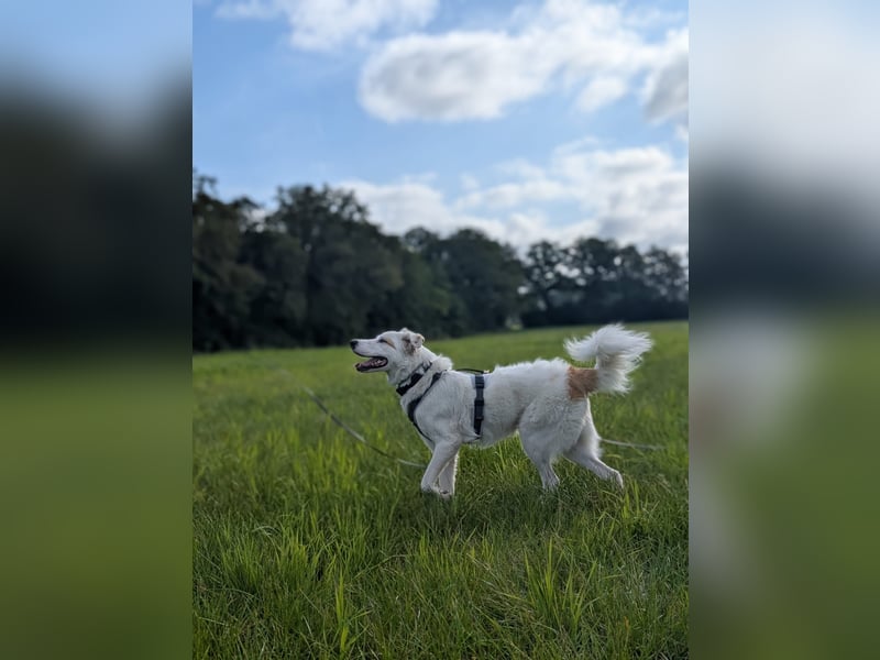 Meeko sucht seine Menschen
