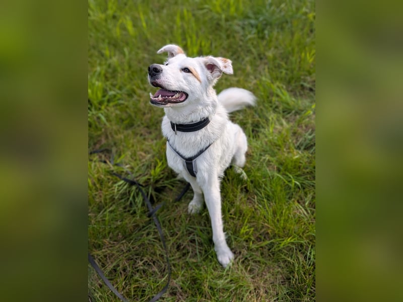 Meeko sucht seine Menschen