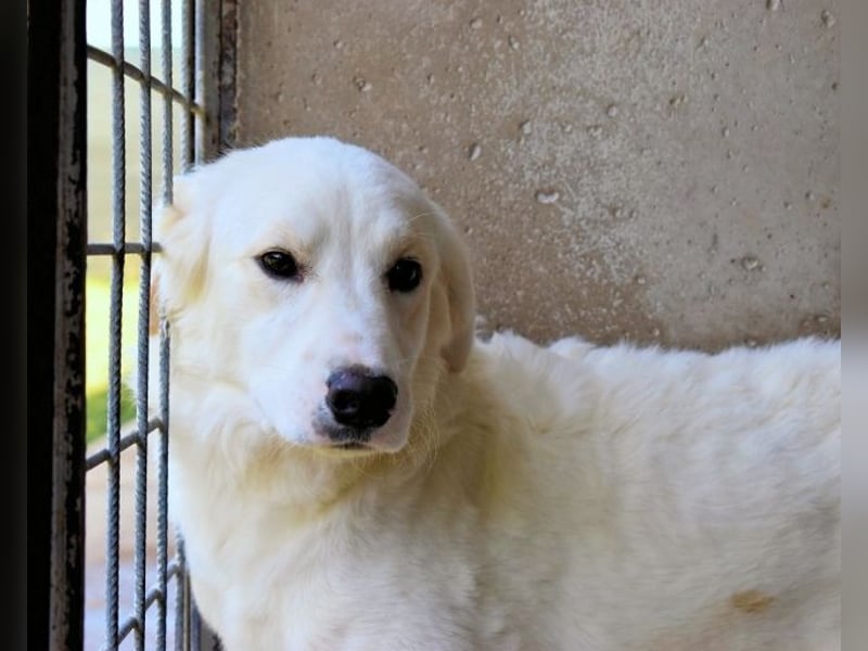 Habriel - weiß, es wird einmal ein Wunder gescheh'n