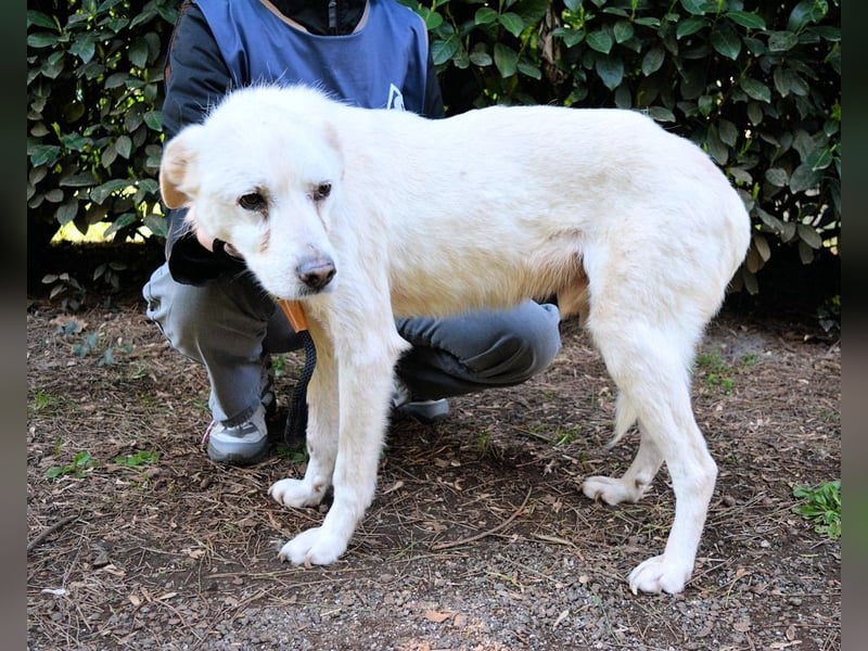 Talete - NOTFALL - Wenn man ehrlich ist