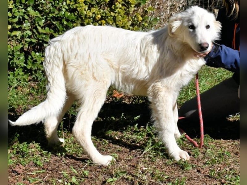 Heathon - sucht die Liebe seines Lebens