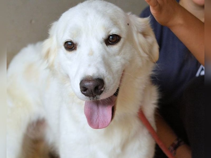 Habriel - weiß, es wird einmal ein Wunder gescheh'n