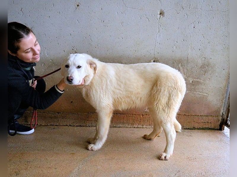 Roderico - Für diese traurige Geschicht...