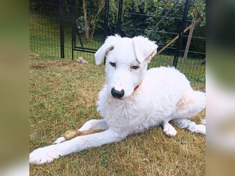 Bullo - Jede Menge tolle Dinge....