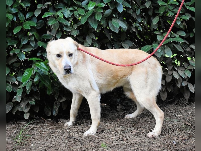 Admeto - Nur ein Wunsch: endlich nach Hause!