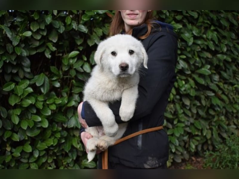 Hirion - So kleine Herzen...