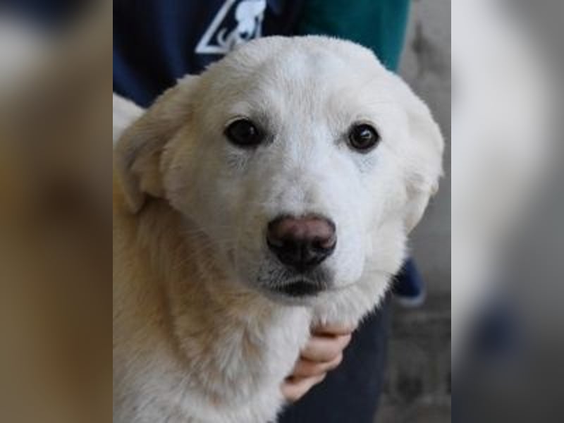 Rionel - Für diese traurige Geschicht...