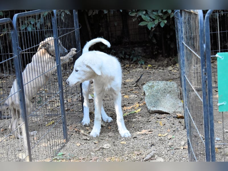 Calendula - Was noch nicht ist, kann immer noch werden!