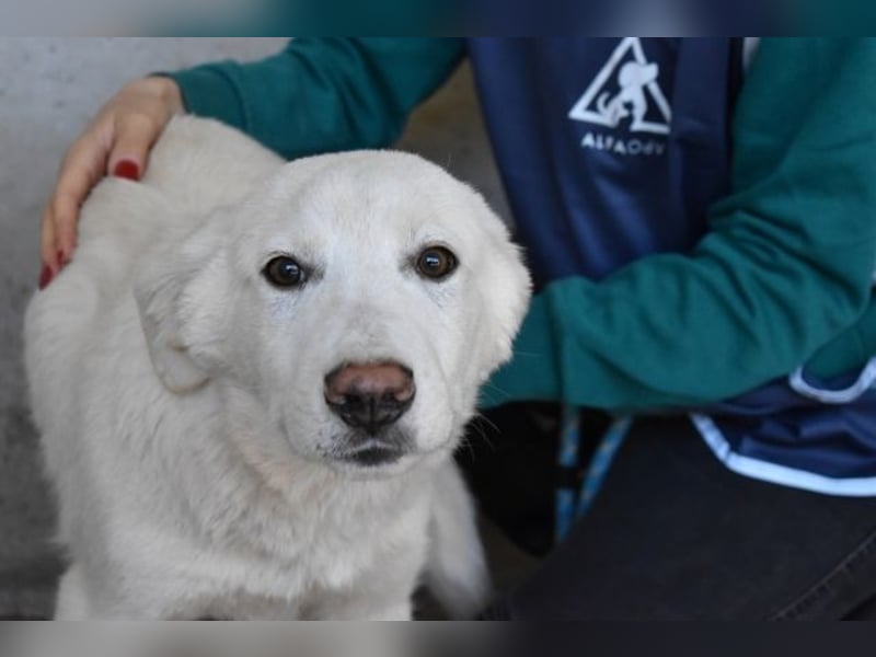 Rionel - Für diese traurige Geschicht...