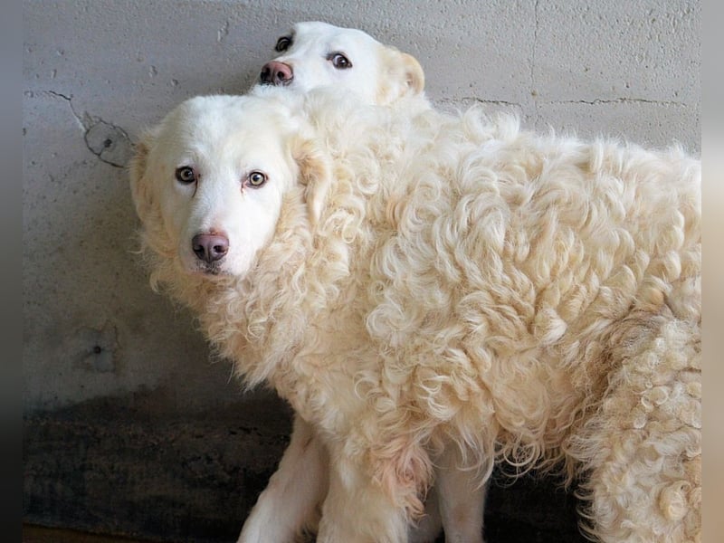 Volturno - Alles was es braucht, ist eine Chance