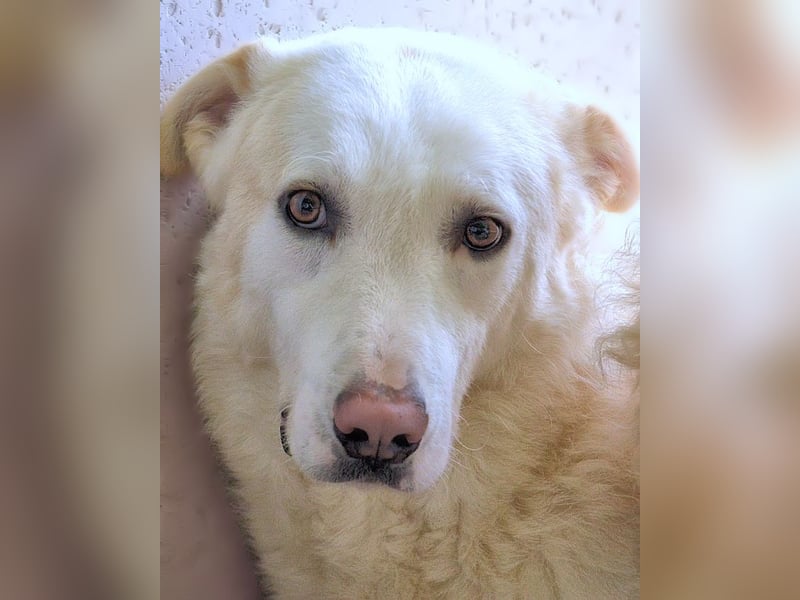 Vitale - "Komm, trau dich! Du kannst das!" Vitale - "Komm, trau dich! Du kannst das!"