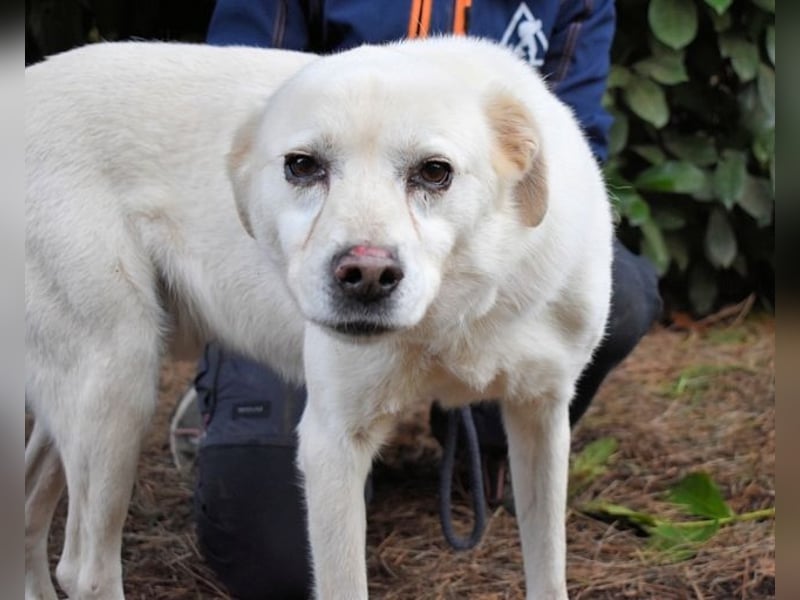 Talete - das Stehaufmännchen