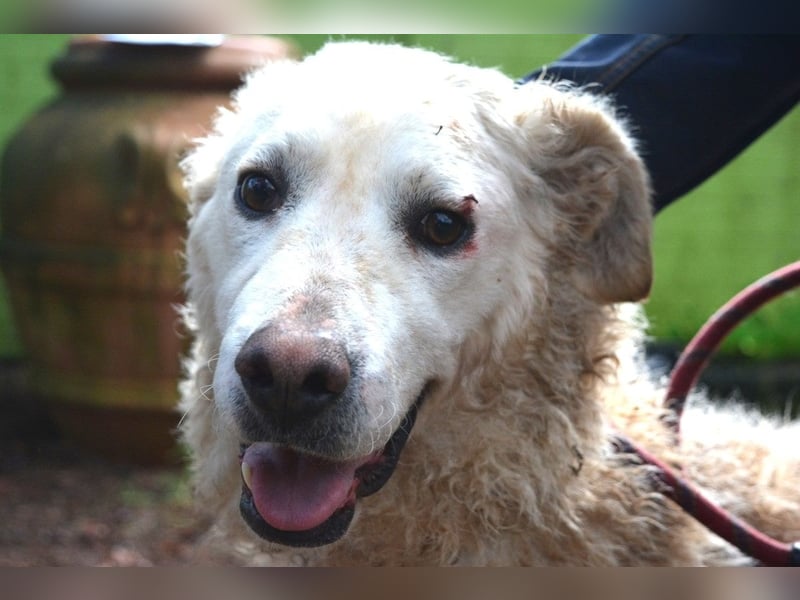 Generosa - Ein Adler bleibt ein Adler...
