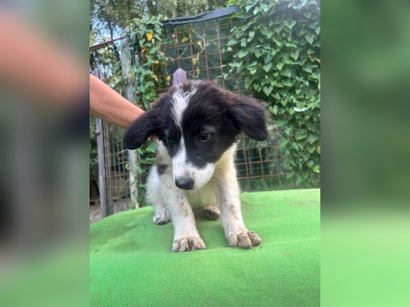 Uriel -  Zeigst du mir den Weg?