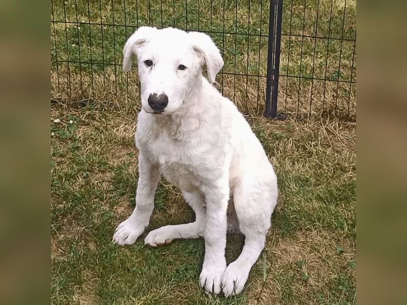 Boss - So viel Abenteuerliches...