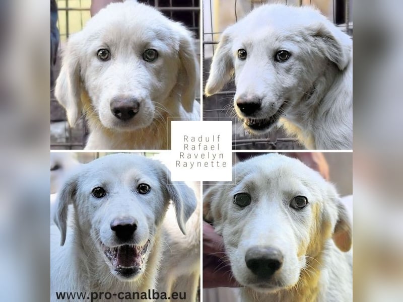 Ravelyn - Weiß, klug und wunderschön