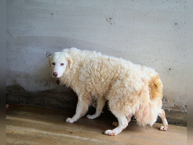 Volturno - Alles was es braucht, ist eine Chance