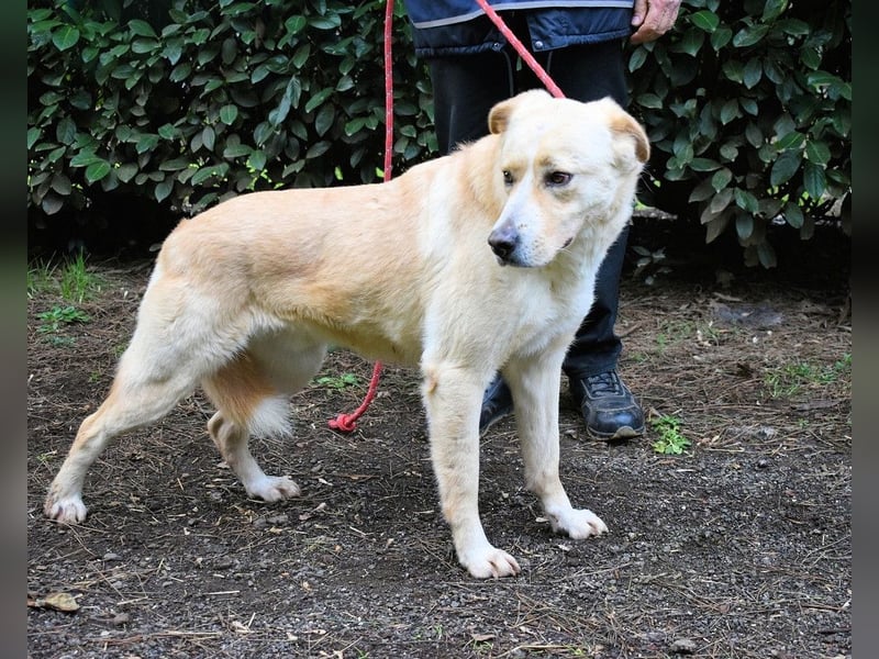 Admeto - Nur ein Wunsch: endlich nach Hause!