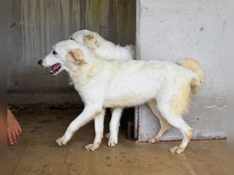 Harriette - weiß, es wird einmal ein Wunder gescheh'n
