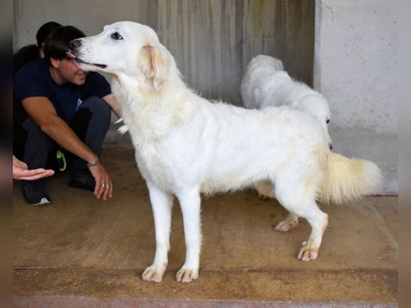 Harriette - weiß, es wird einmal ein Wunder gescheh'n