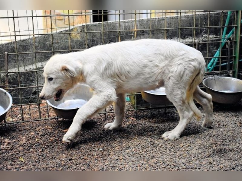 Radulf - Weiß, klug und wunderschön